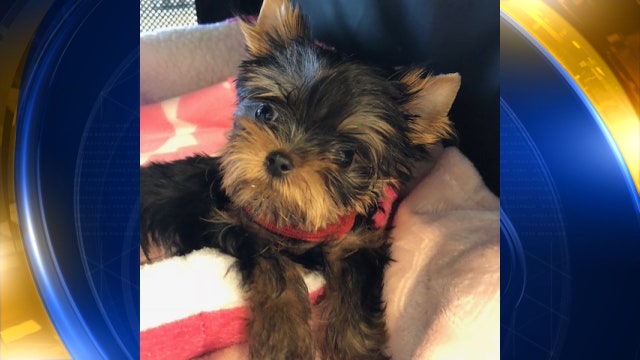 Tiny Yorkie from New York receives life-saving surgery from Tampa veterinarian