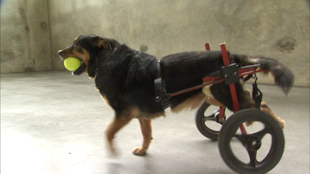 'Jail dog' needs a forever family