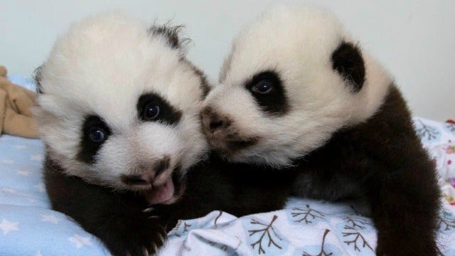 Zoo Atlanta launches vote to name panda cubs