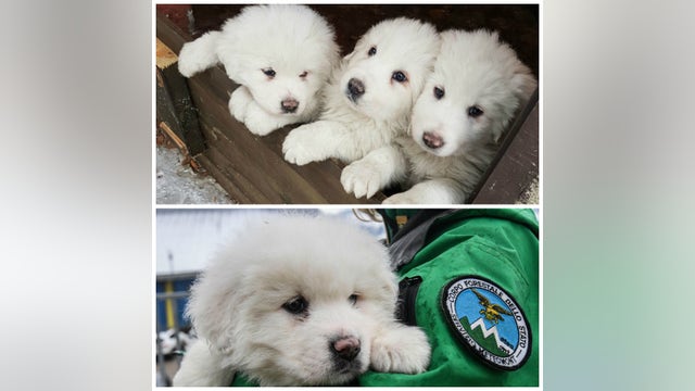 3 puppies found days after Italy avalanche, boosting hope for survivors