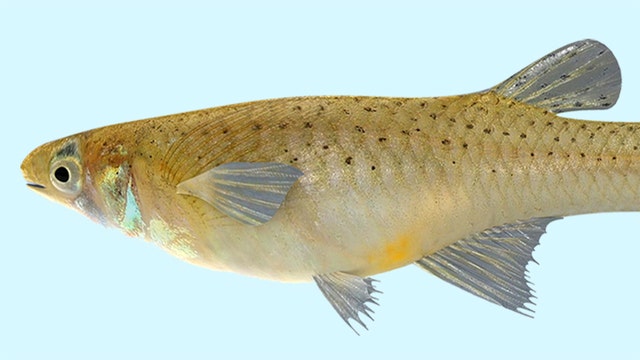 Mosquito fish giveaways continue in Hillsborough Co.