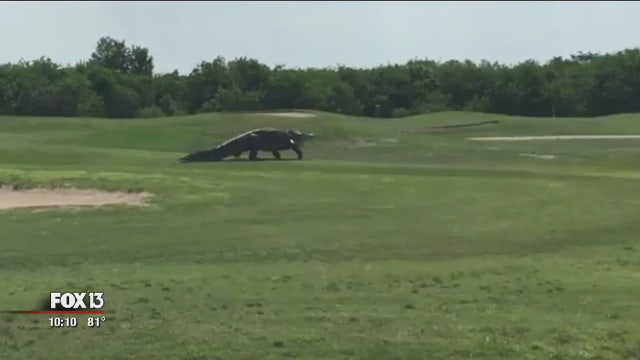 Palmetto golfer describes encounter with giant gator