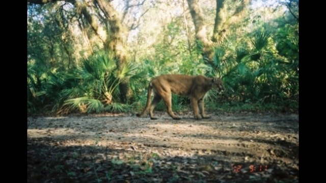 Panther Sighting Registry