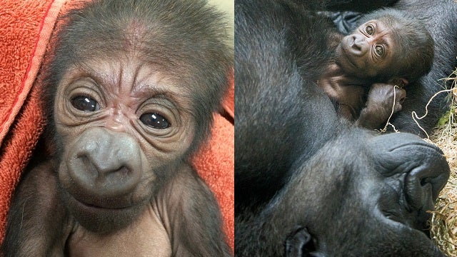 Philadelphia Zoo welcomes new baby gorilla!