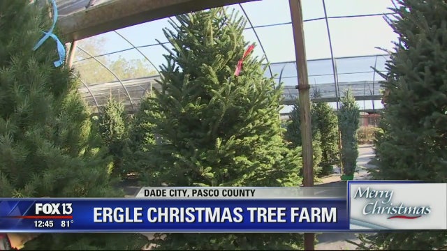 Choose your tree at Ergle Christmas Tree Farm