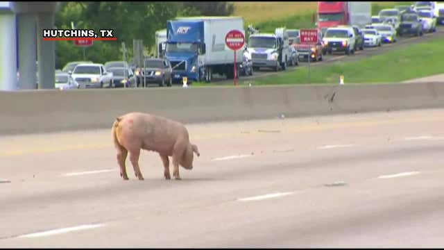 WATCH: Pigs hoof it after crash on Texas interstate