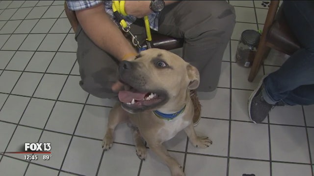 Pinellas County shelter pets need a forever home