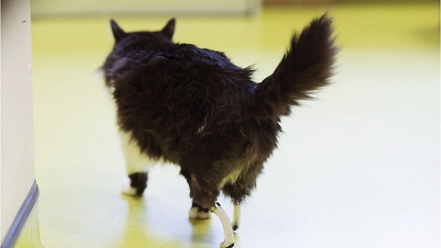 Bulgarian cat hit by train gets bionic paws