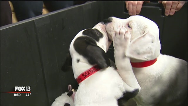 Adorable Basset Hound puppies up for adoption