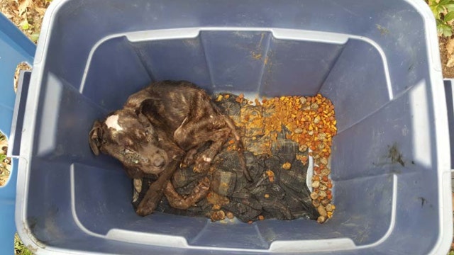 Police: 10-week-old puppy 'left for dead' in plastic container