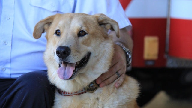 Help 'Quincy' win American Humane Hero Dog Award