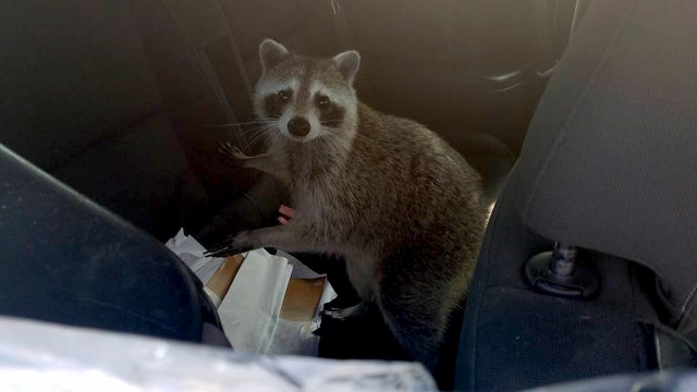 Raccoon relocated after breaking into car to give birth