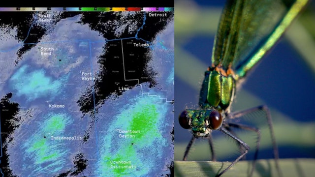 Massive swarms of dragonflies in 3 states picked up on weather radar