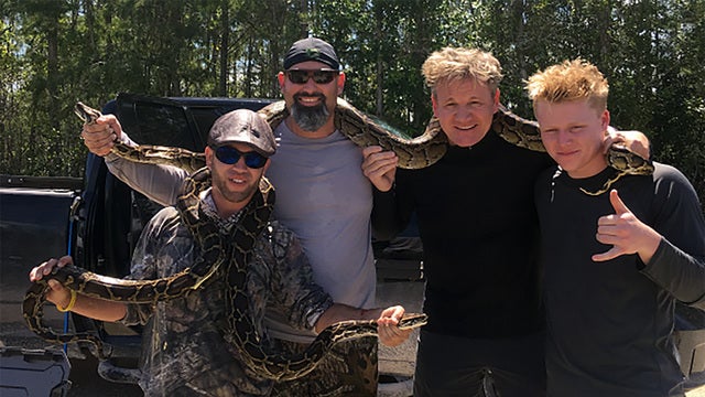 Chef Gordon Ramsay cooks up unique Florida dish: Burmese python