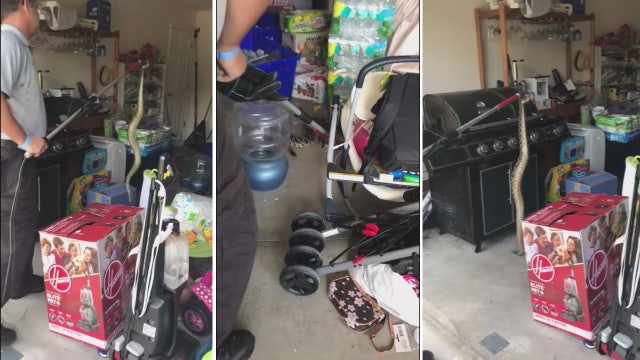 Rattlesnake removed from North Port home