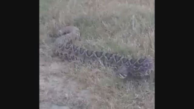 Eastern diamondback rattlesnake spotted in Jacksonville field