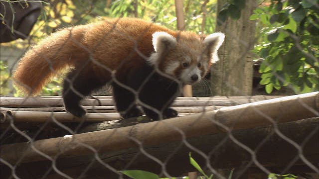 Red panda babies make their debut at Philadelphia Zoo