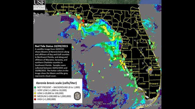 Small patch of red tide spotted along Sarasota beaches