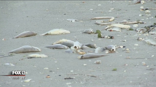 Website launched to report red tide in Pinellas beaches, canals