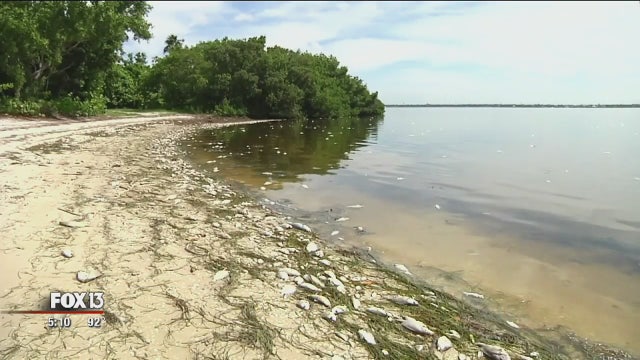Where machines cannot reach, volunteers help clean up red tide mess