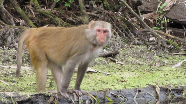 Monkeys jump from trees into Florida river near kayaker