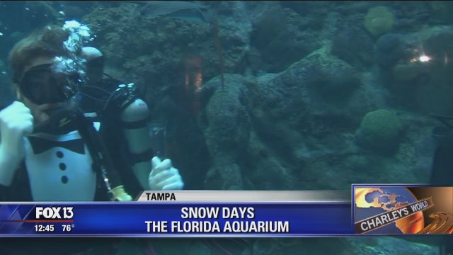 Ring in 2018 with sea animals at Florida Aquarium
