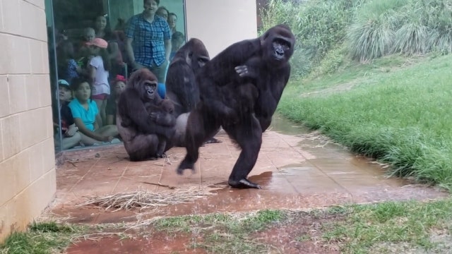 Gorillas try to avoid rain during downpour at South Carolina zoo