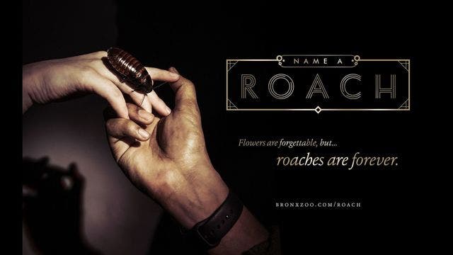 Zoo offers unique Valentine's Day gift idea