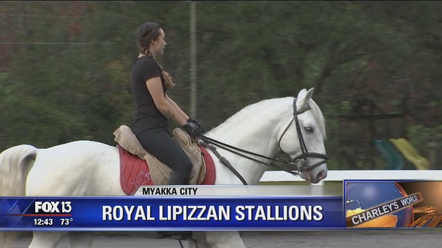 Herrmann's Royal Lipizzan Stallions back at their winter home