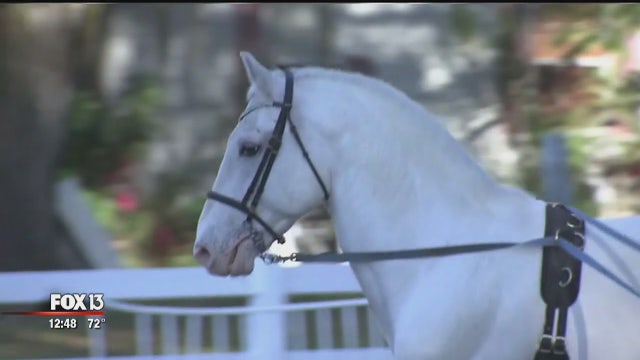 Royal Lipizzan Stallions training sessions open for anyone to see
