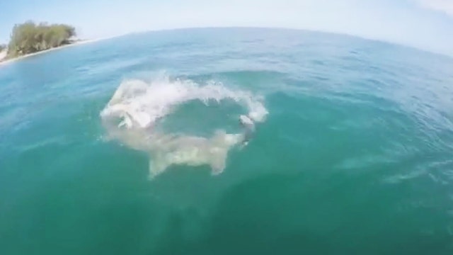 WATCH: Hammerhead swipes fisherman's catch