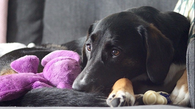 Domestic abusers could lose contact with pets if bill in Florida legislature passes