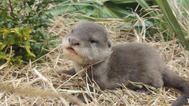 Tiny, fluffy otter pup born at Jacksonville Zoo, named Scotter