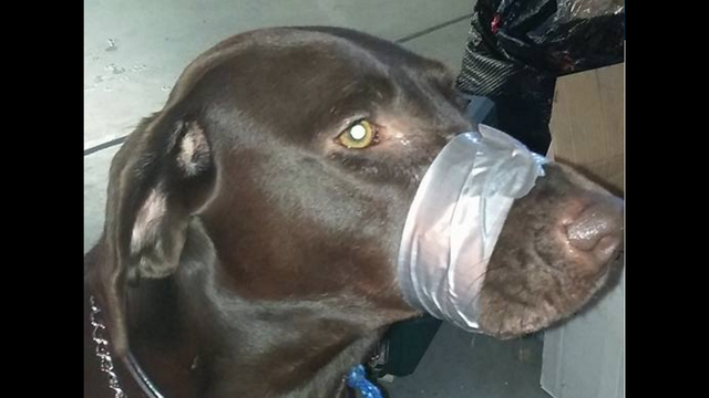 Woman who taped dog's mouth shut to face charges