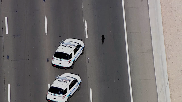 Adorable dog stops traffic