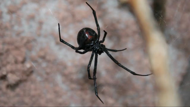 What can be done about the thriving Black Widow population?