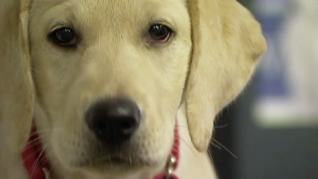 Patriot Paws provides service dogs to veterans