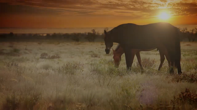 Researchers discover horses are smart enough to "read"
