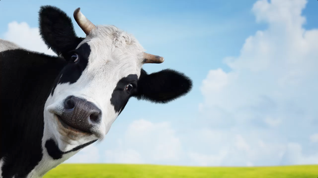 Cow flatulence is a problem; California and Argentina have solutions