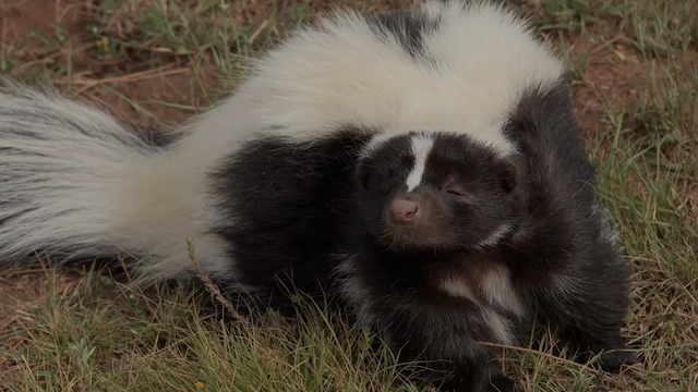 New bicycle lock causes thieves to vomit