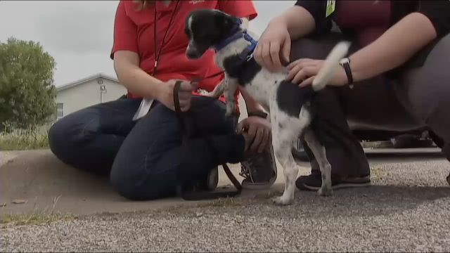 Inmates give dogs the second chances they seek
