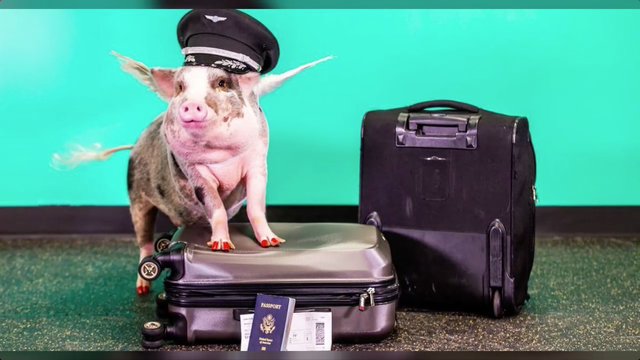 San Francisco International Airport has a therapy pig to help soothe your holiday travel stress