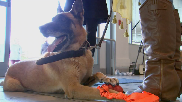 Giving animals as holiday gifts now OK