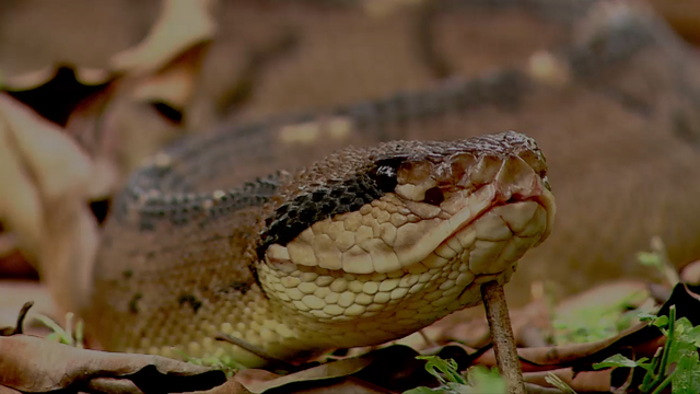 Do snakes or clusters of tiny holes make you want to scream?