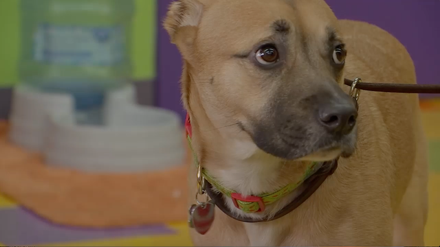 Dog's instincts save family from house fire