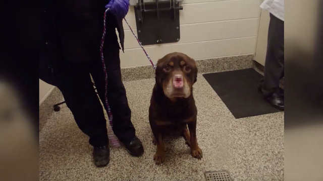 Mutilated dog hasn't given up on humans despite trauma