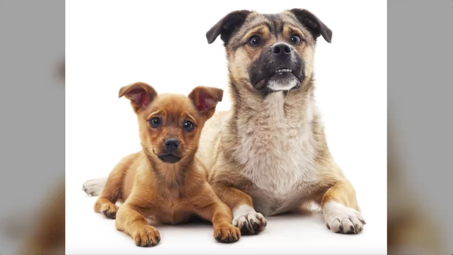 "Pet custody" now part of divorce law in Alaska