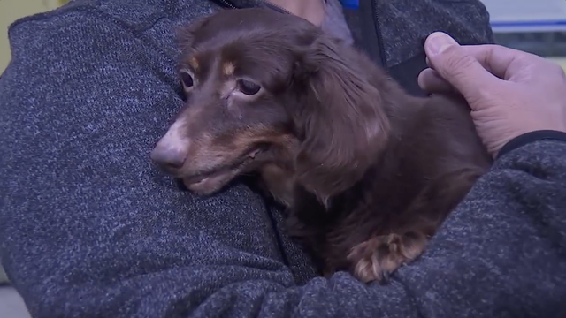 Dog found in trash recovers, finds forever home