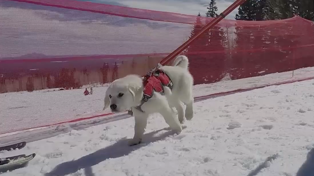 Puppy training to be an avalanche rescue dog