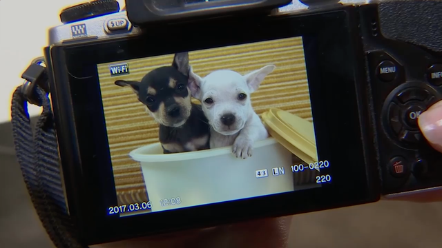 Animal shelter finding success with better profile pics for dogs